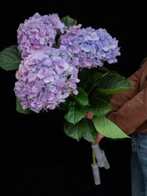 Pink Purple Hydrangea