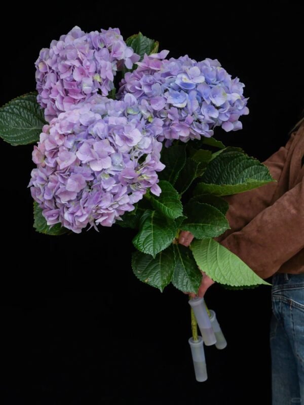 Pink Purple Hydrangea