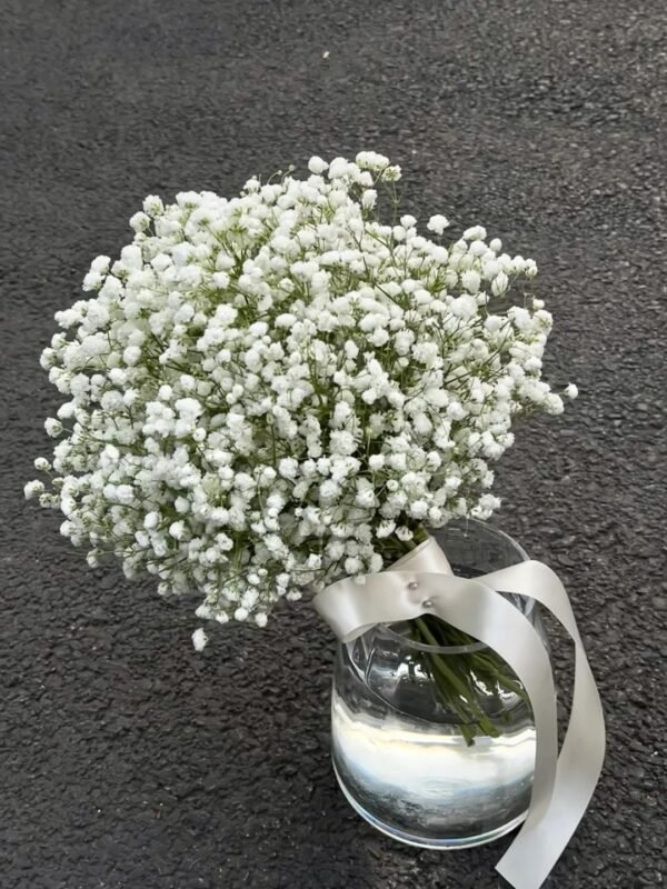White Baby Breath
