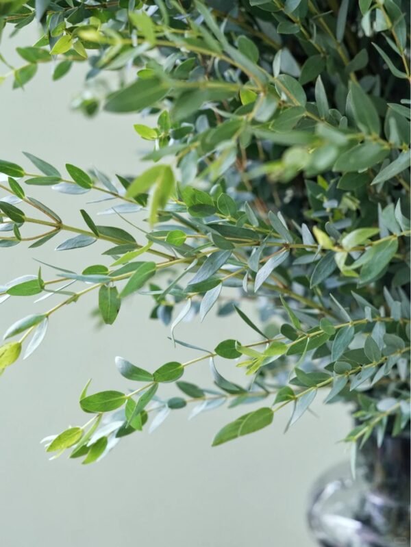 Fine Leaf Eucalyptus