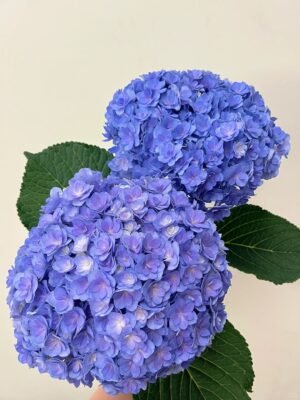 Double Purple Hydrangea