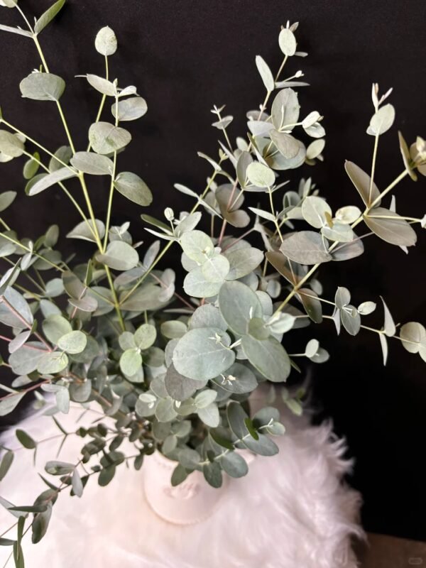 Gunnii Eucalyptus