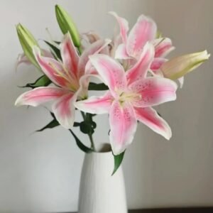 Sorbonne Lily