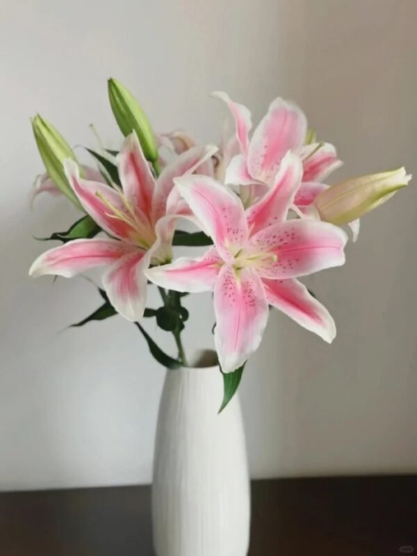 Sorbonne Lily