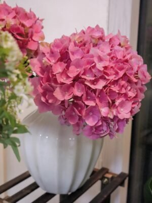 Ocean Pink Hydrangea