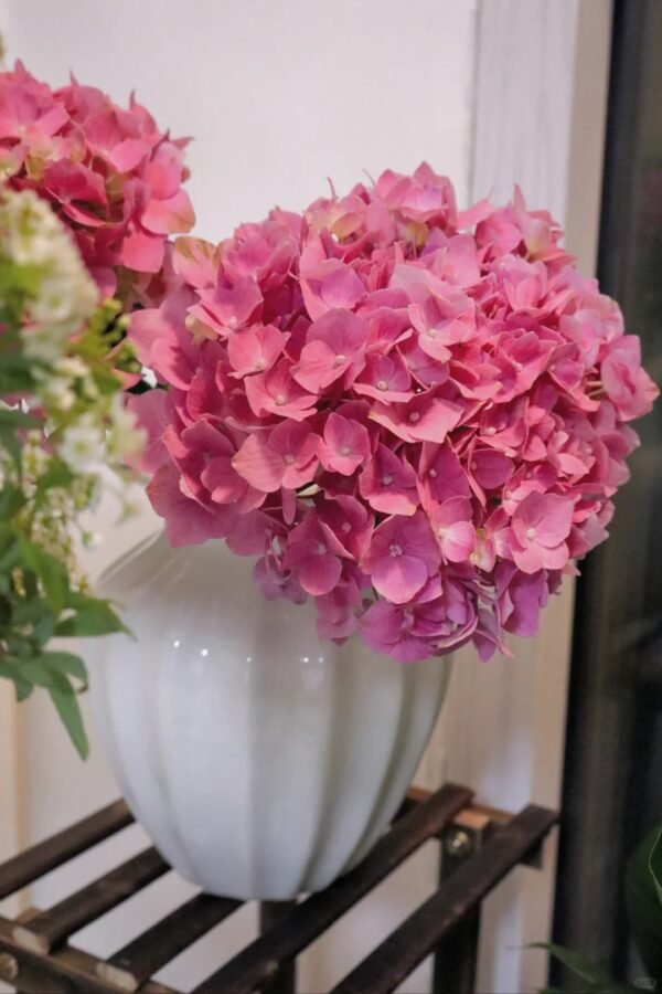 Ocean Pink Hydrangea