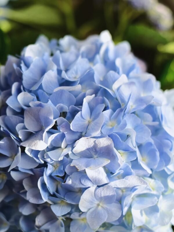 Ocean Blue Hydrangea