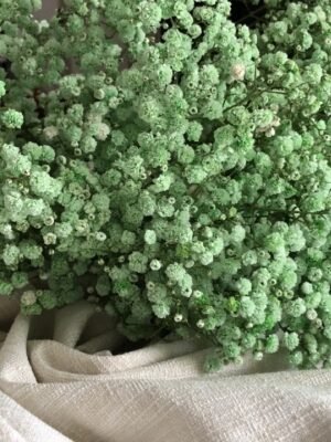 Green Baby Breath
