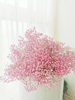Pink Baby Breath