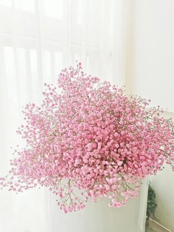 Pink Baby Breath