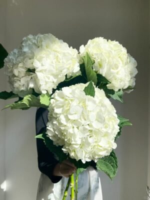 White Hydrangea