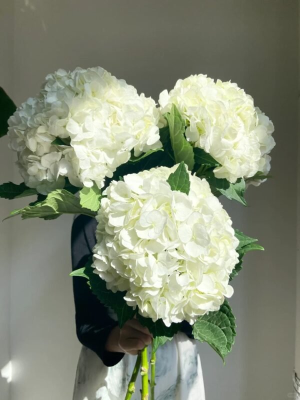 White Hydrangea