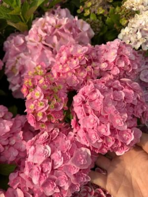 Double Pink Hydrangea